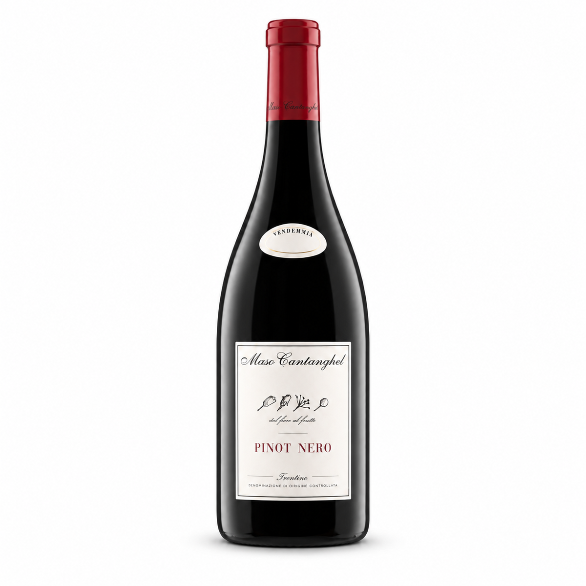 Pinot Noir Maso Cantanghel 2023 — vinho tinto da Monfort | Italy Import
