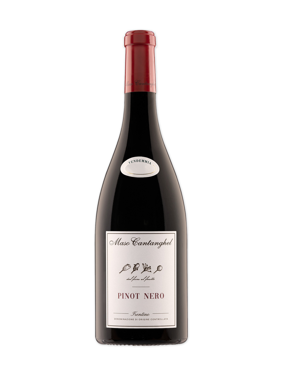 Pinot Noir Maso Cantanghel 2023 - vinho italiano | Italy Import